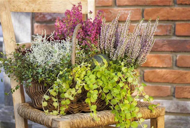 Lysimachia nummularia Lysimachia nummularia