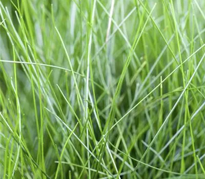Eleocharis acicularis Eleocharis acicularis