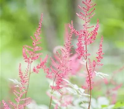 Astilbe glaberrima 'Sprite'