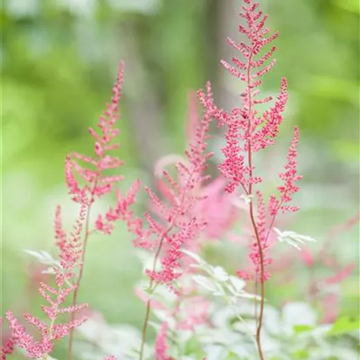 Astilbe glaberrima 'Sprite'