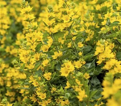 Lysimachia punctata