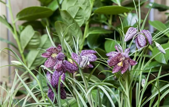 Schachbrettblume im eigenen Garten