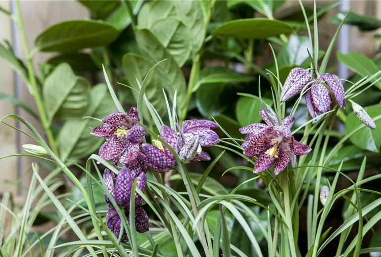 Fritillaria meleagris