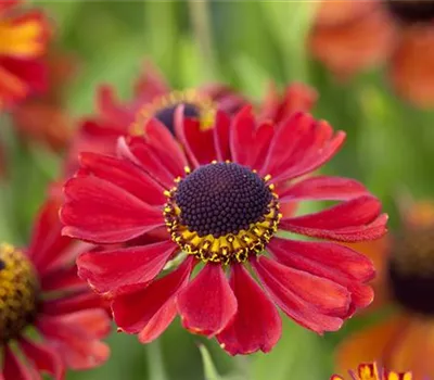 Helenium x cult.'Kupferzwerg'
