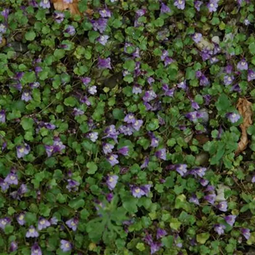 Cymbalaria muralis