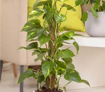 Epipremnum aureum