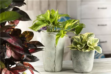 Efeutute - unkompliziert und anfängerfreundlich Efeutute - unkompliziert und anfängerfreundlich