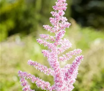 Astilbe x arendsii 'Cattleya'