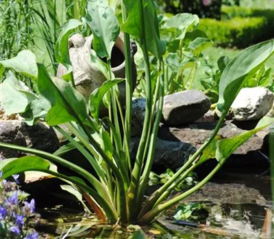 Alisma plantago-aquatica ssp.plant.-aquat. Alisma plantago-aquatica ssp.plant.-aquat.