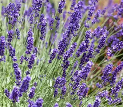 Lavandula angustifolia 'Anna'