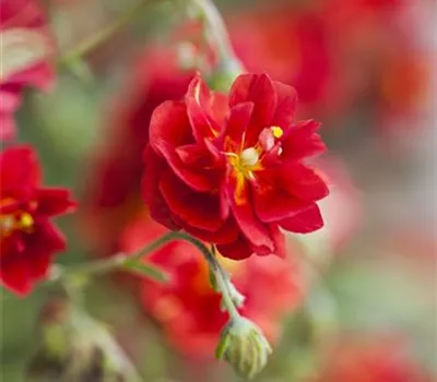 Helianthemum x cult.'Rubin'