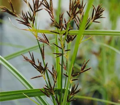 Cyperus longus ssp.longus