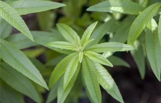 Die Zitronenverbene - ein Gehölz, das es in sich hat Die Zitronenverbene - ein Gehölz, das es in sich hat