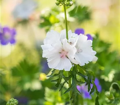 Malva moschata 'Alba'