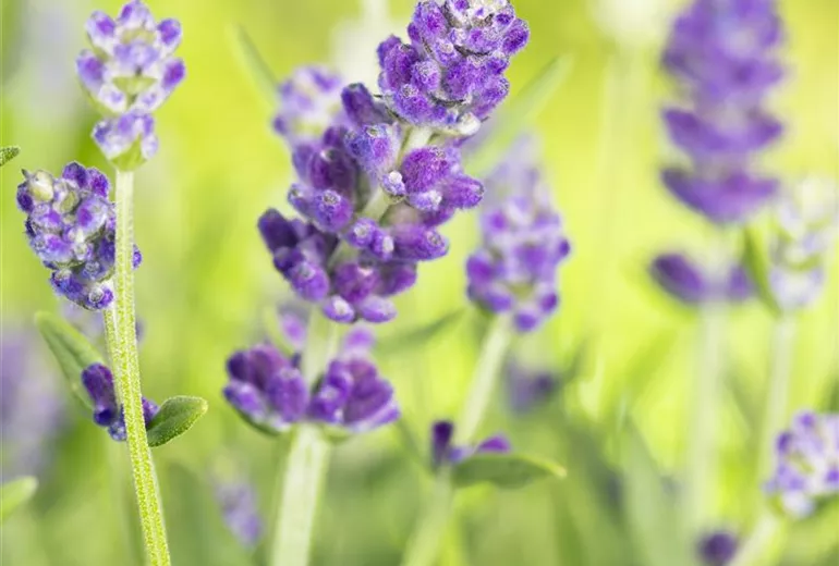 Lavandula angustifolia Lavandula angustifolia