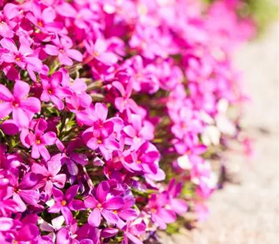 Phlox douglasii 'Red Admiral'