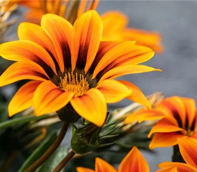 Gazania Hybride