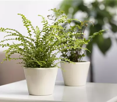 Nephrolepis