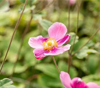 Anemone hupehensis 'Praecox'
