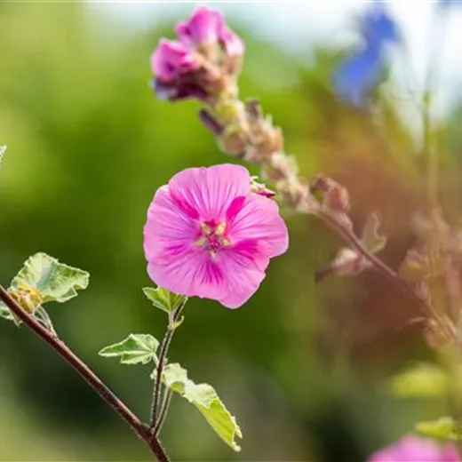 Lavatera x olbia 'Burgundy Wine'