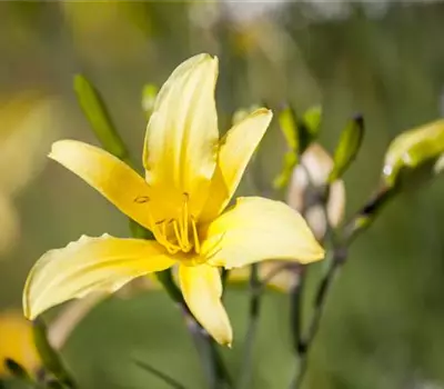 Hemerocallis citrina