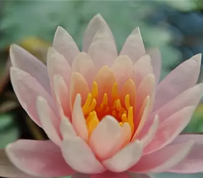 Nymphaea x cult.'Fabiola'