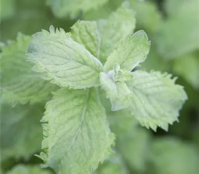 Mentha species 'Nemorosa'