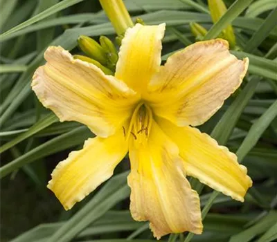 Hemerocallis x cult.'Catherine Woodbery'