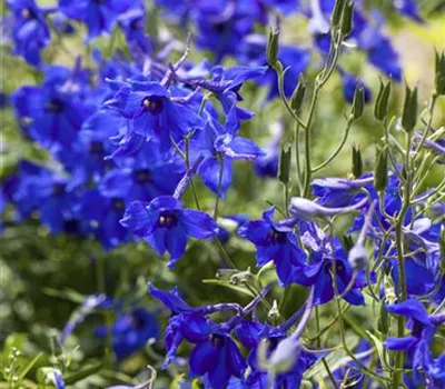 Delphinium x bellad.'Völkerfrieden'