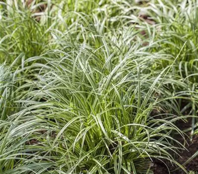 Carex morrowii 'Silver Sceptre'