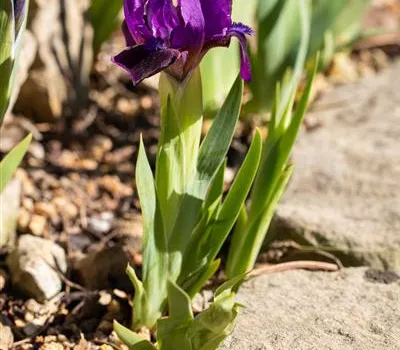 Iris x barb.-nana 'Cherry Garden'