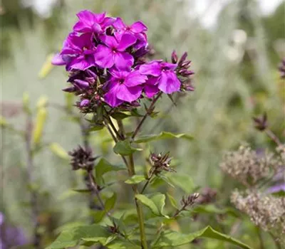 Phlox paniculata 'Starfire'