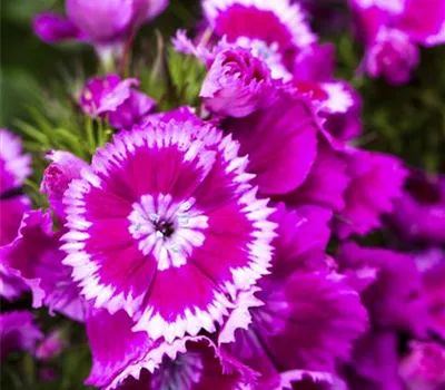 Dianthus barbatus i.S.