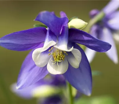 Aquilegia caerulea 'Blue Star'