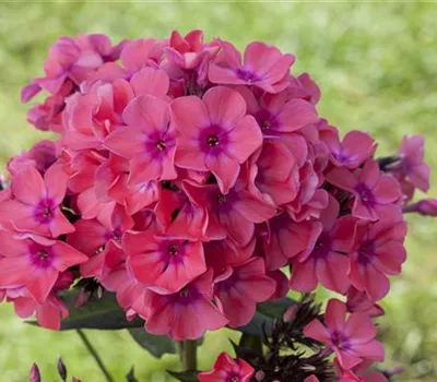 Phlox pan.'Flame Pink' -R-