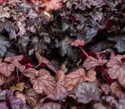 Heuchera micrantha 'Obsidian' -R-