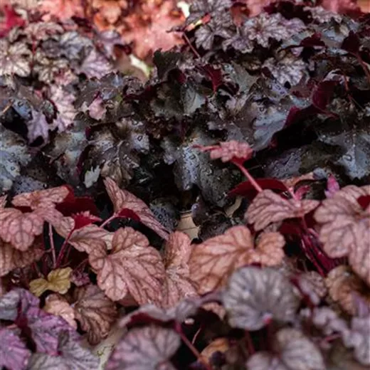 Heuchera micrantha 'Obsidian' -R-