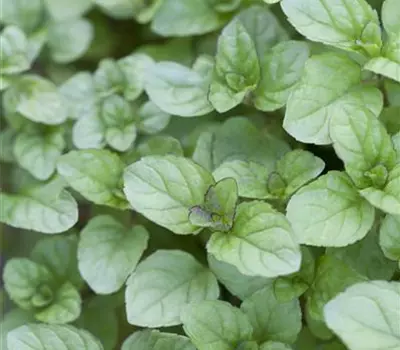 Mentha x piperita var.citrata