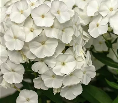 Phlox paniculata 'David'