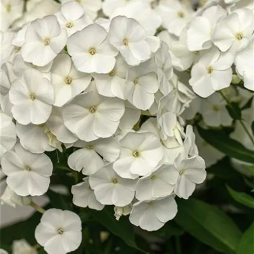 Phlox paniculata 'David'