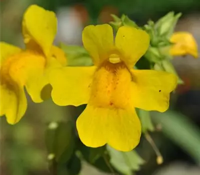 Mimulus luteus