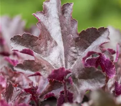 Heuchera x cult.'Chocolate Ruffles' -R-