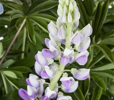 Lupinus polyph.'Nanus Gallery Blau'