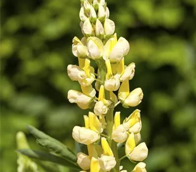 Lupinus polyph.'Nanus Gallery Gelb'