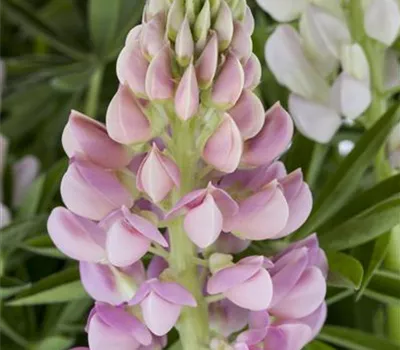 Lupinus polyph.'Nanus Gallery Rosa'