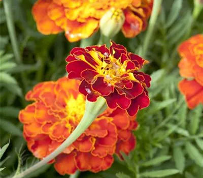 Tagetes patula
