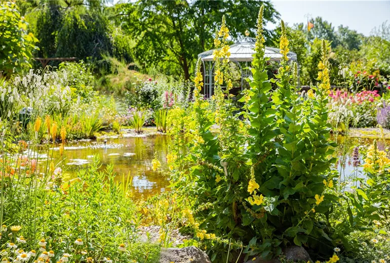 Verbascum densiflorum Verbascum densiflorum