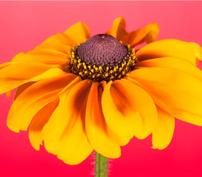 Rudbeckia hirta, gelb