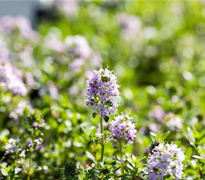 Thymus longicaulis ssp.odoratus