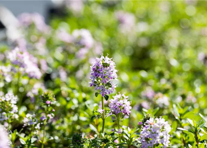 Thymus longicaulis ssp.odoratus